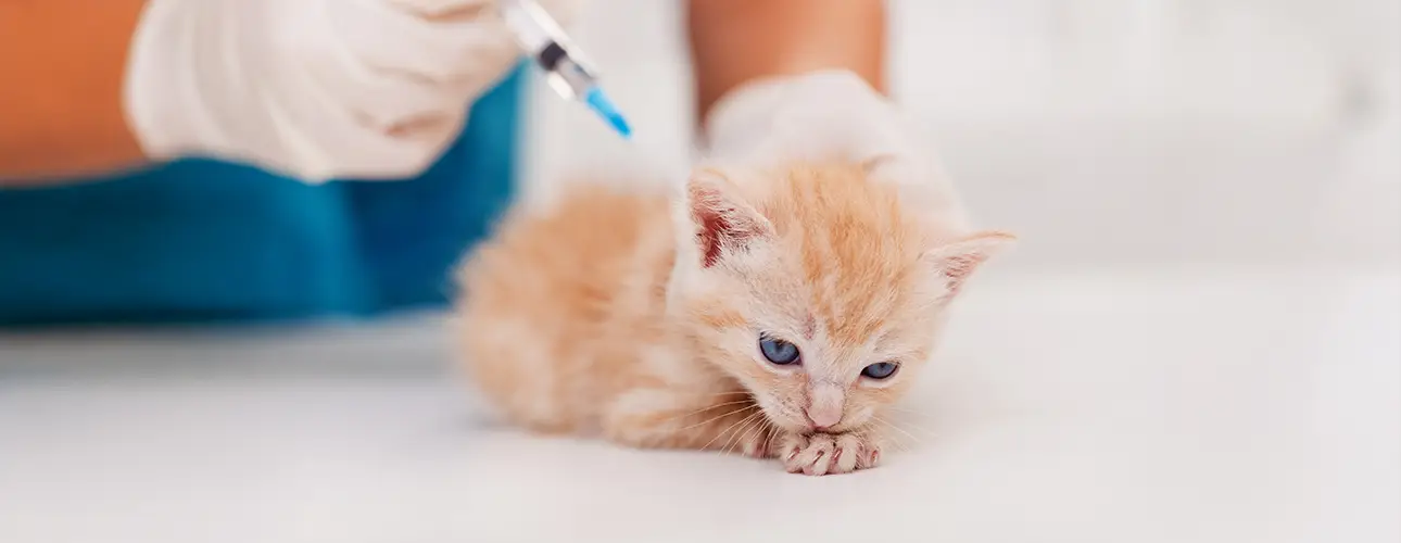 Katzenwelpe bekommt eine Impfung in der Tierarztpraxis