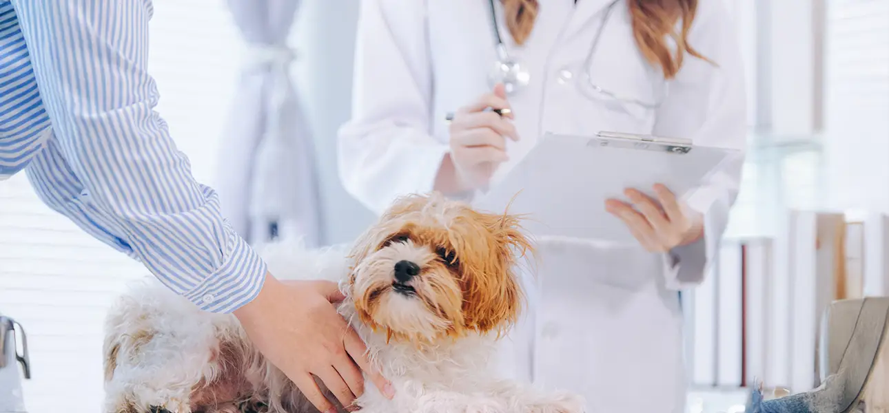 Tierärztin untersucht einen Hund in der Praxis