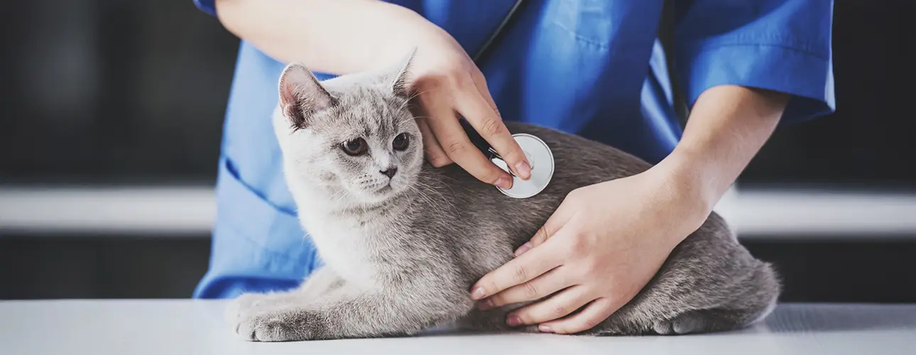 Graue Katze wird auf dem Behandlungstisch untersucht