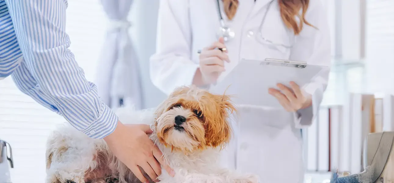 The veterinarian examined the dog's illness in the clinic examin