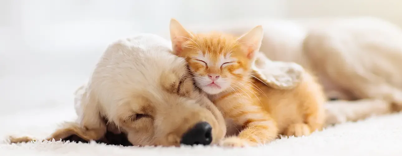 Cat and dog sleeping together. Kitten and puppy taking nap. Home pets. Animal care. Love and friendship. Domestic animals.
